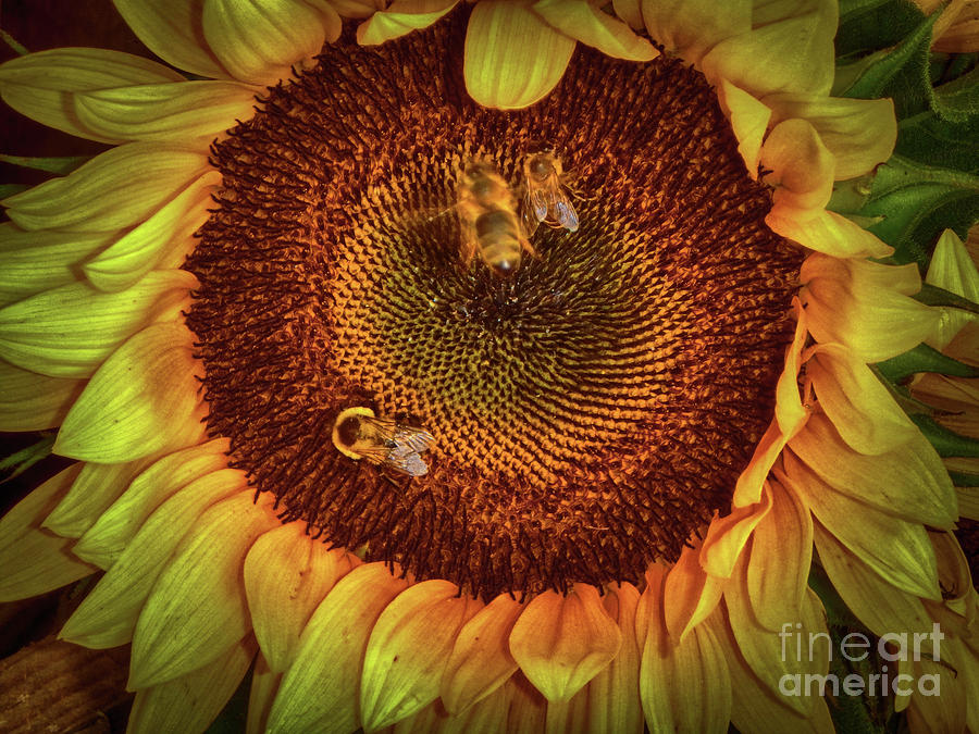 Sharing the Sunflower Photograph by Judy Hall-Folde