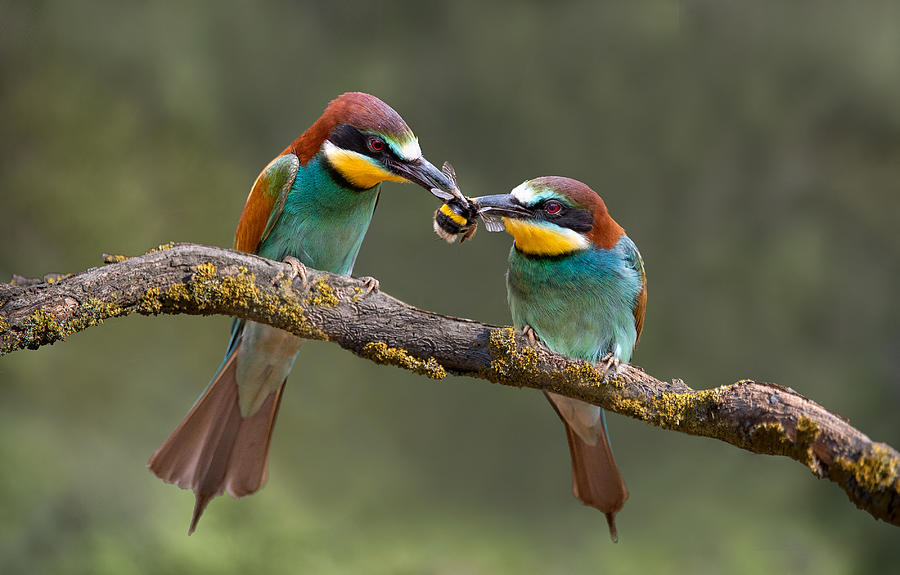 Bee-eater Photograph - Sharing by Xavier Ortega Bee-eater Photograph - Sharing by Xavier Ortega