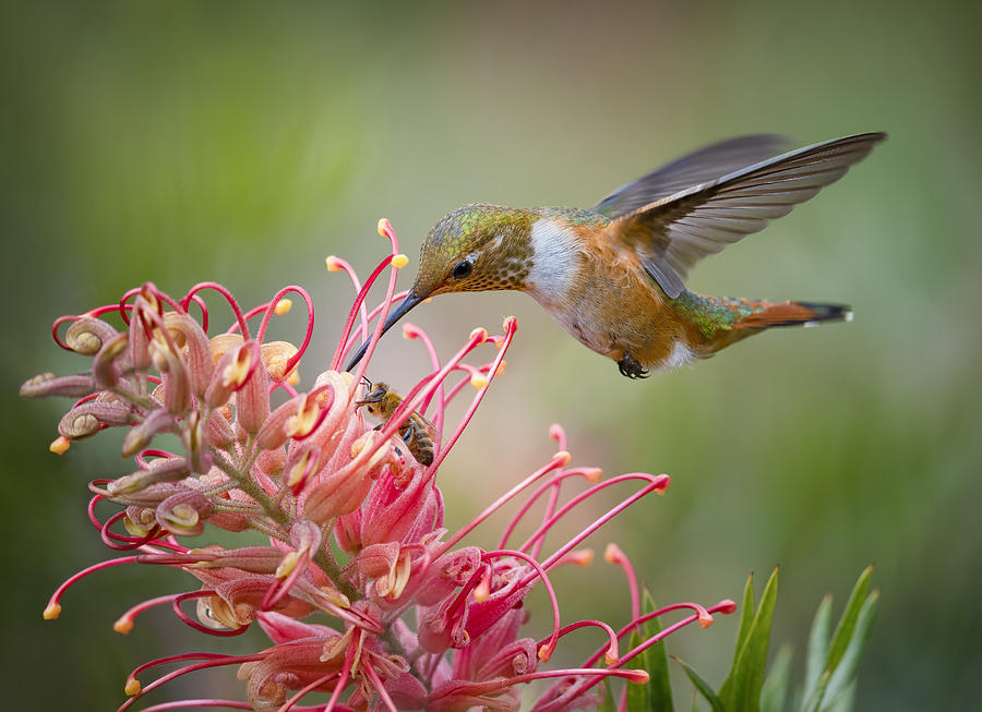 Hummingbird Photograph - Sharing by Xiaojian Huang