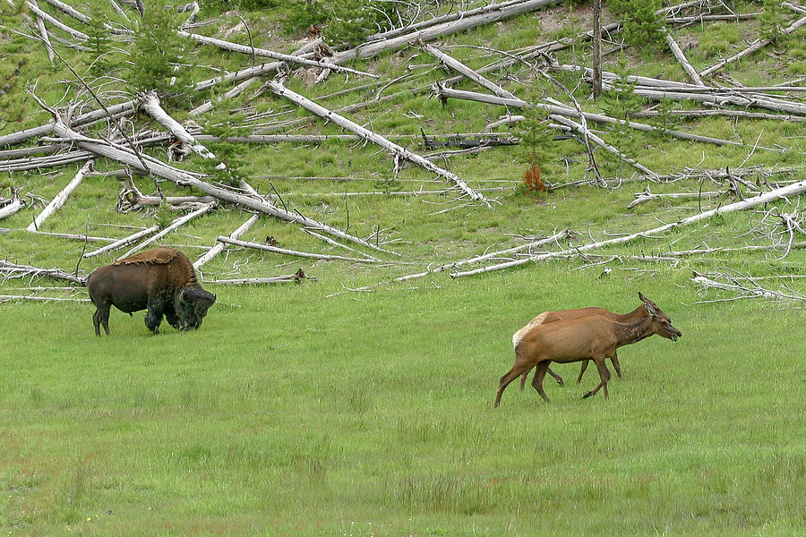 Sharing Yellowstone Photograph by Ronnie And Frances Howard
