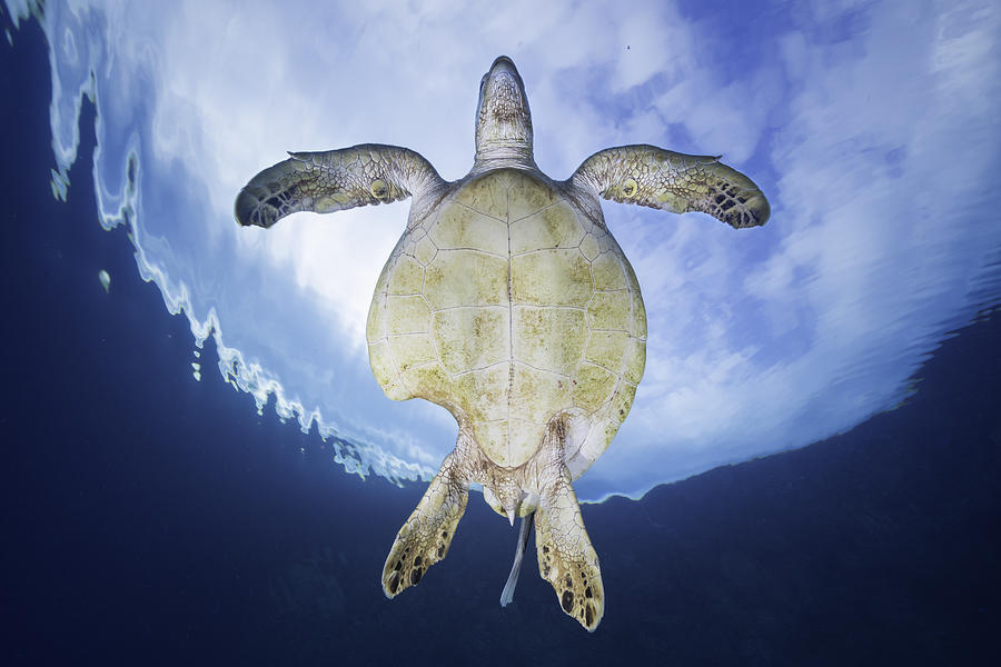 Turtle Photograph - Shark Attack Survivor by Barathieu Gabriel