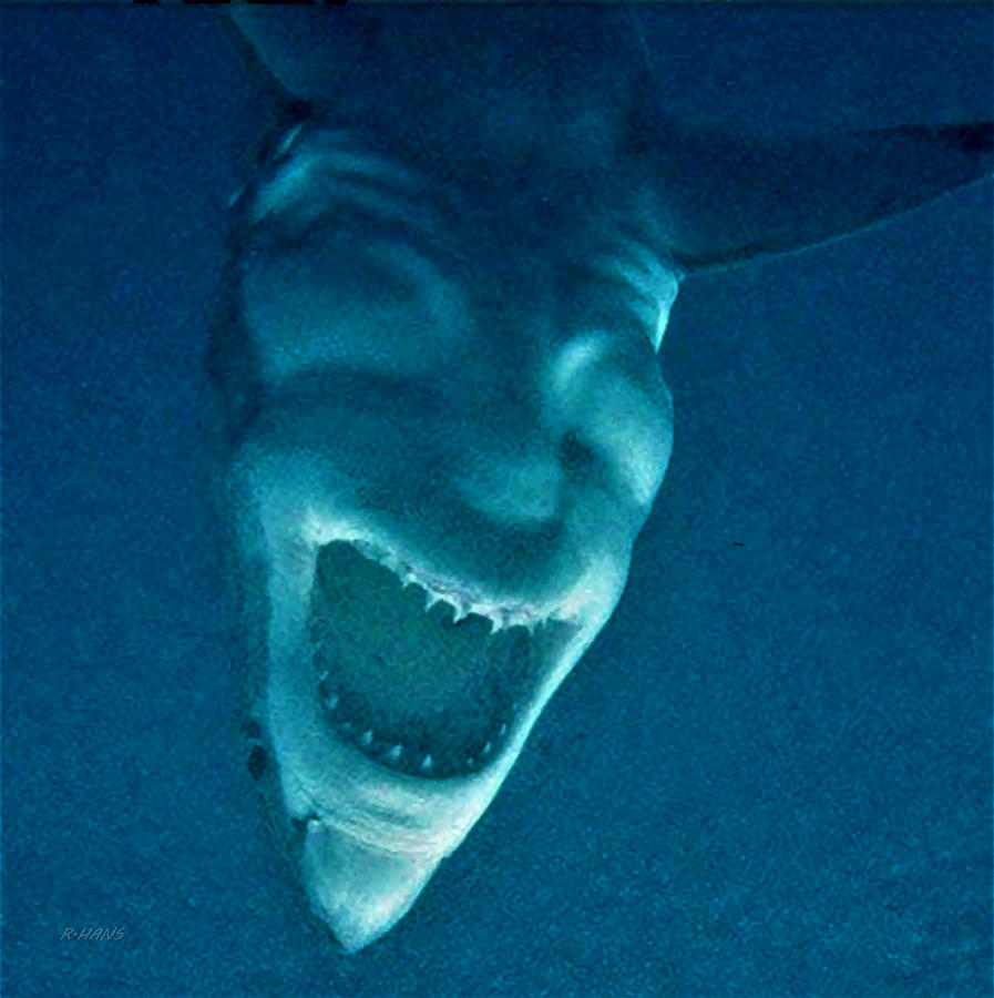 bottom of shark devil｜TikTok Search