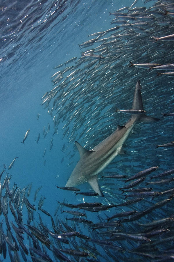 Shark Hunting Sardines Photograph by Paul Cowell Photography