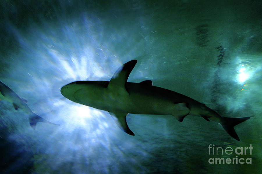 Shark in Sea Water with Bright Sunlight streaming Down Photograph by Lane Erickson
