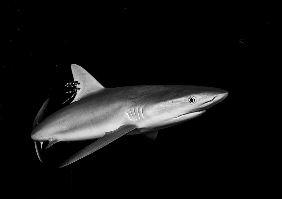 Underwater Photograph - Shark In The Caribbean by Sayaka Ichinoseki