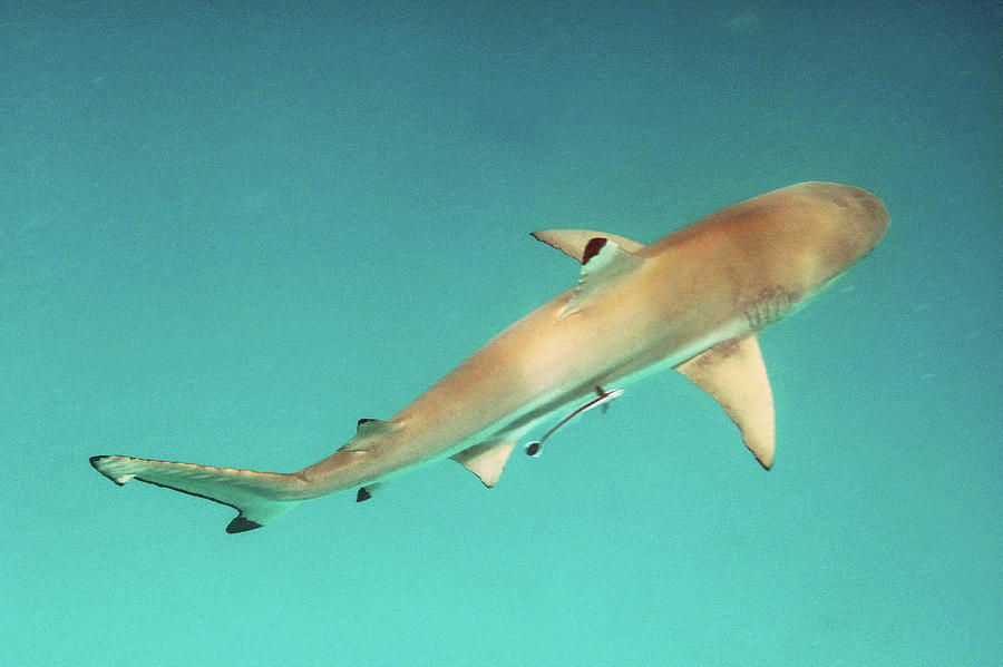 Shark in the Sun Photograph by Susan Burger