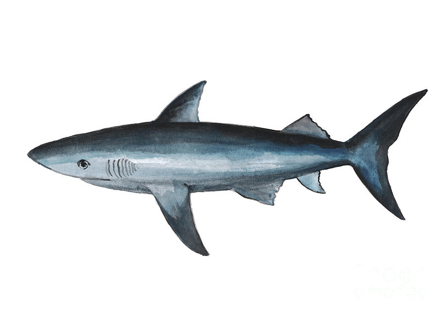 Shark Navy Blue Watercolor Poster Colorful Modern Wall Decor