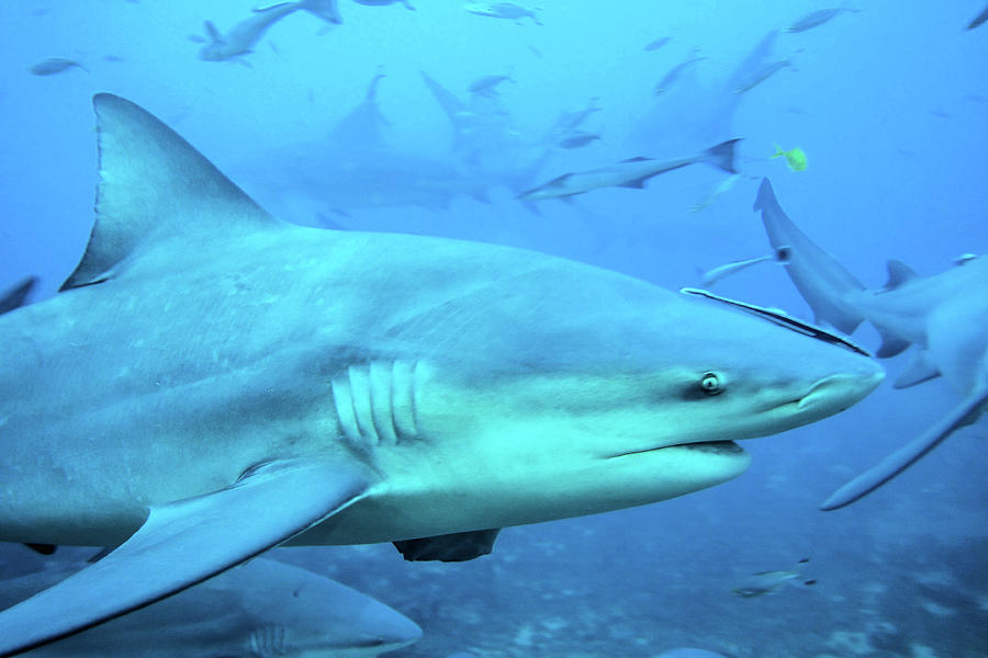 Shark on the Move Photograph by Rebecca Harding - Fine Art America