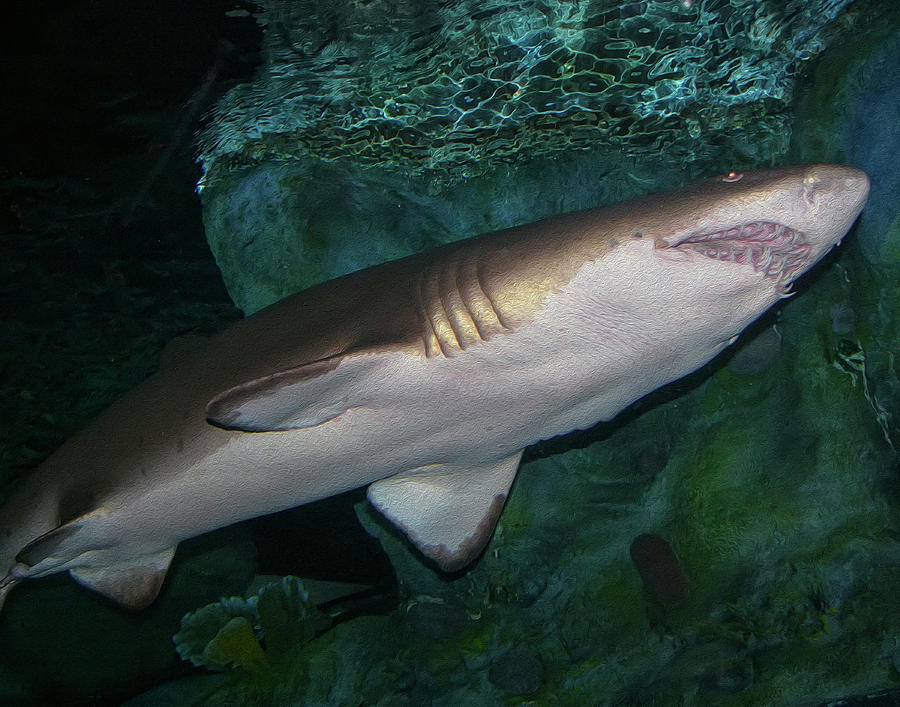 Shark Photograph by Rhonda McDougall