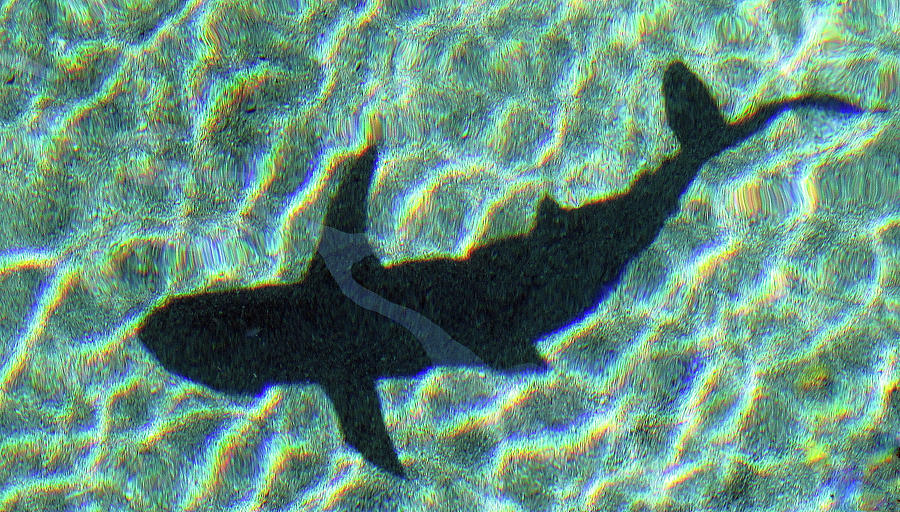 Shark Shadow Photograph Photograph by Kimberly Walker