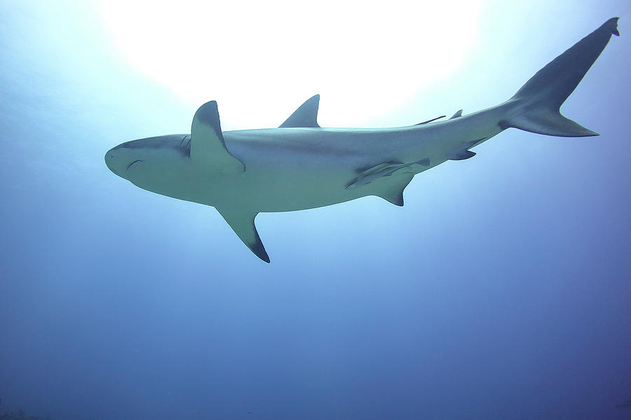 Shark Photograph - Shark silhouette by Monique Taree