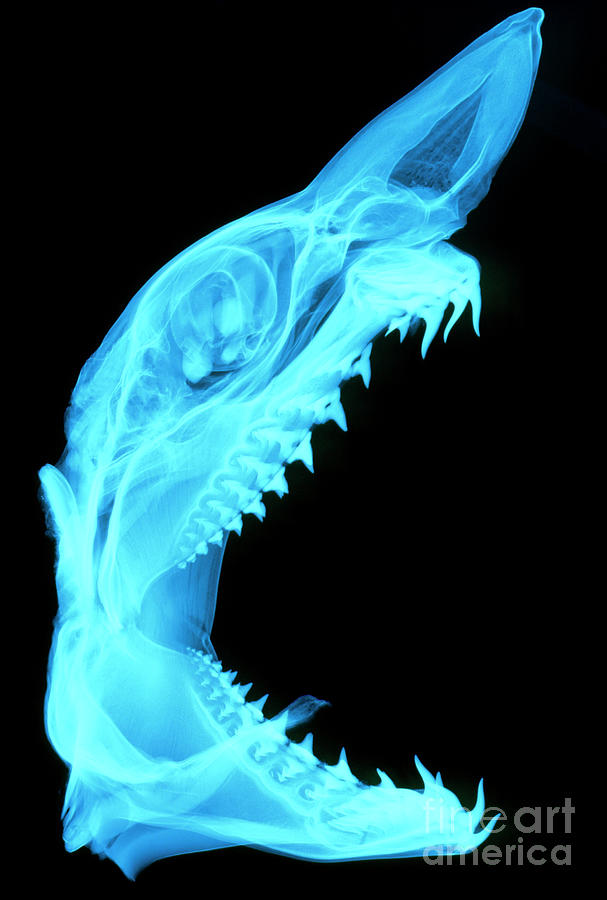 Shark Skull Photograph by D. Roberts/science Photo Library