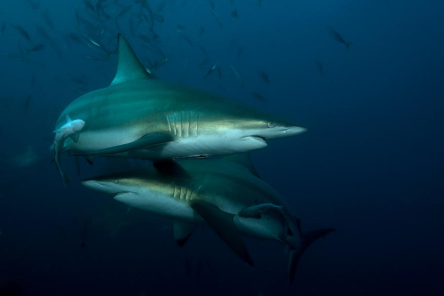 Shark Twist Photograph by Mikael Jigmo