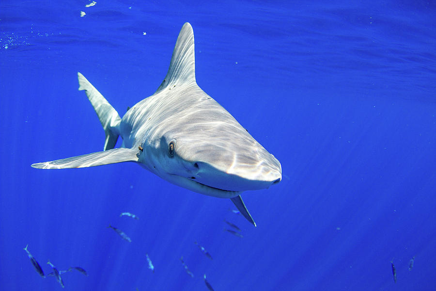 Shark, Underwater, Swimming Towards Camera, Hawaii Digital Art by ...