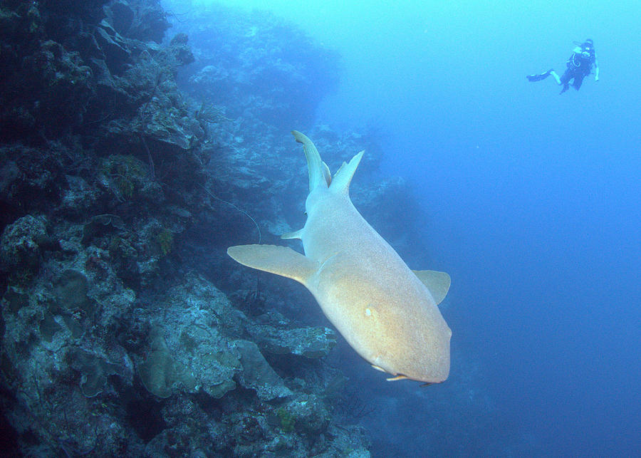 Shark Wall Photograph by Todd Hummel Shark Wall Photograph by Todd Hummel