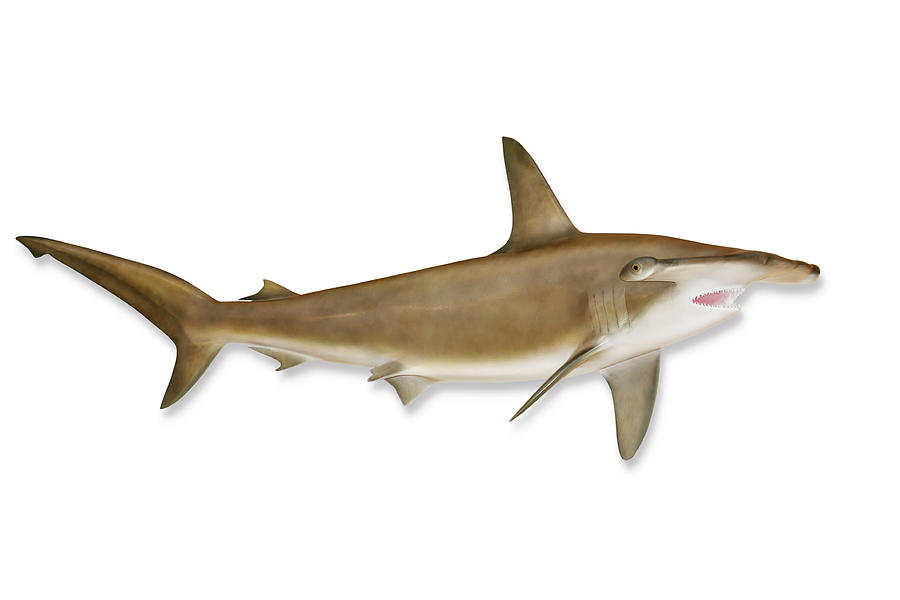 Fish Photograph - Shark With Clipping Path by Georgepeters
