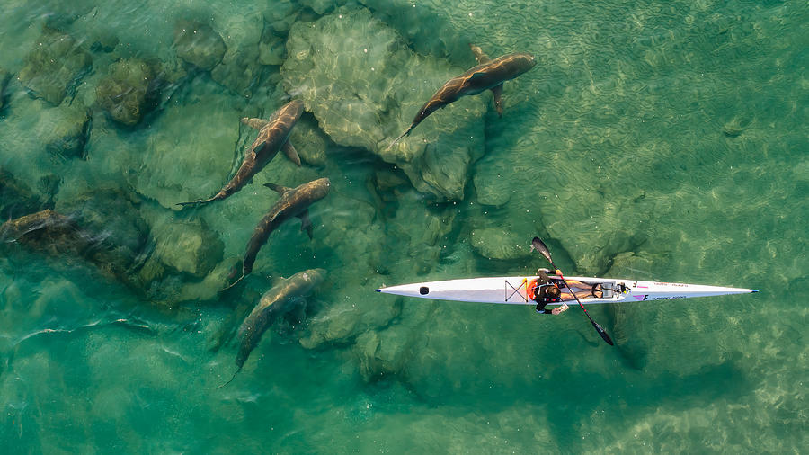 Sharkcompanion Photograph by Ido Meirovich