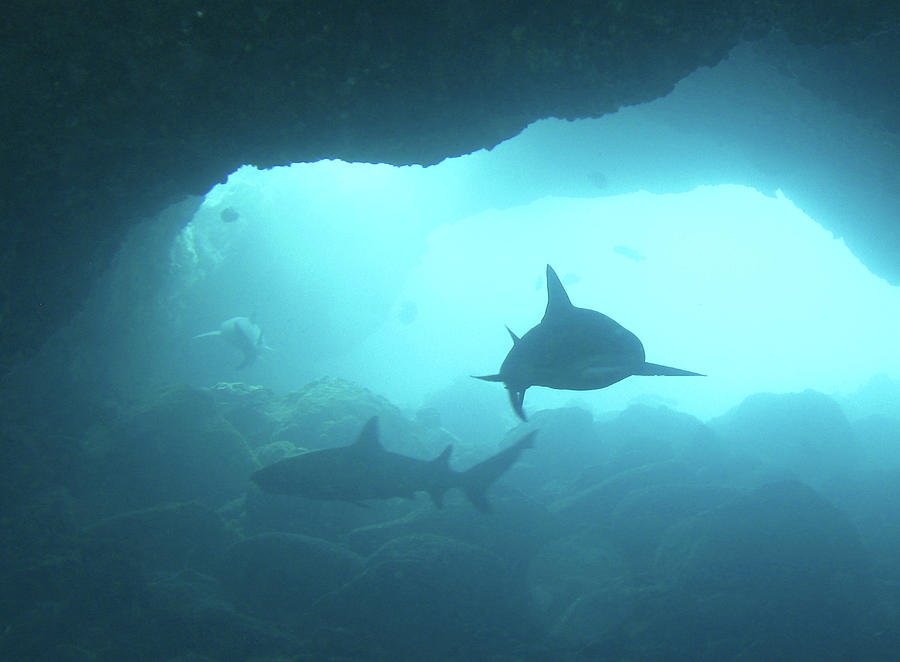 Sharks Circling In Cave Photograph by Chris Stankis