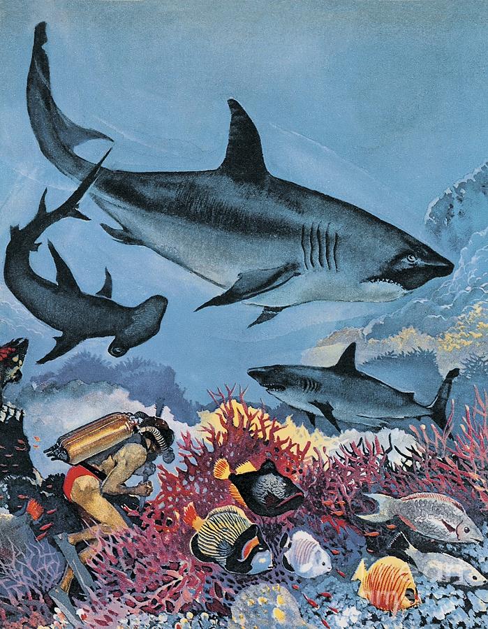 Gw Backhouse Painting - Sharks by Gw Backhouse