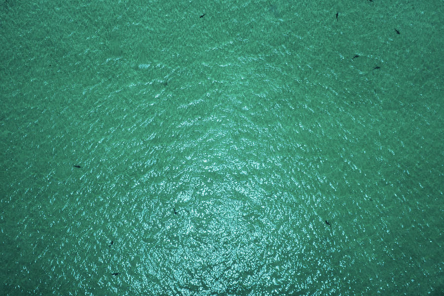 Sharks In The Sharkbay In Western Australia, Australia, Oceania ...