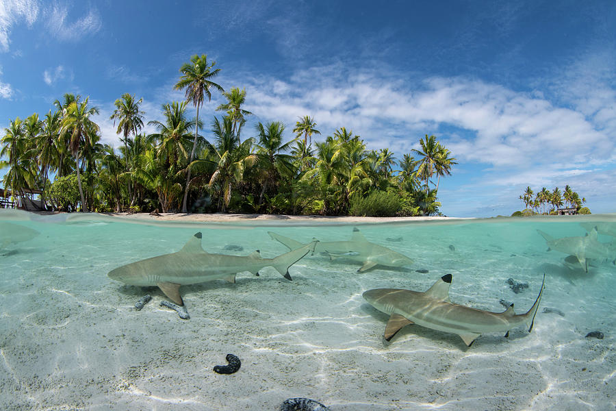 Sharks Swim Just Under The Surface Photograph by Stocktrek Images