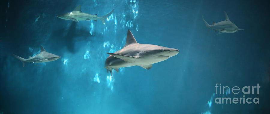 Sharks Underwater, Panoramic View Photograph by Stanislaw Pytel