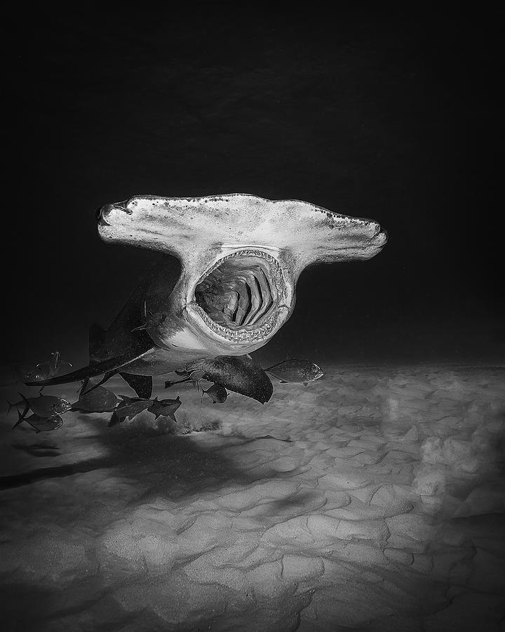 Sharks Yawning Photograph by Jennifer Lu