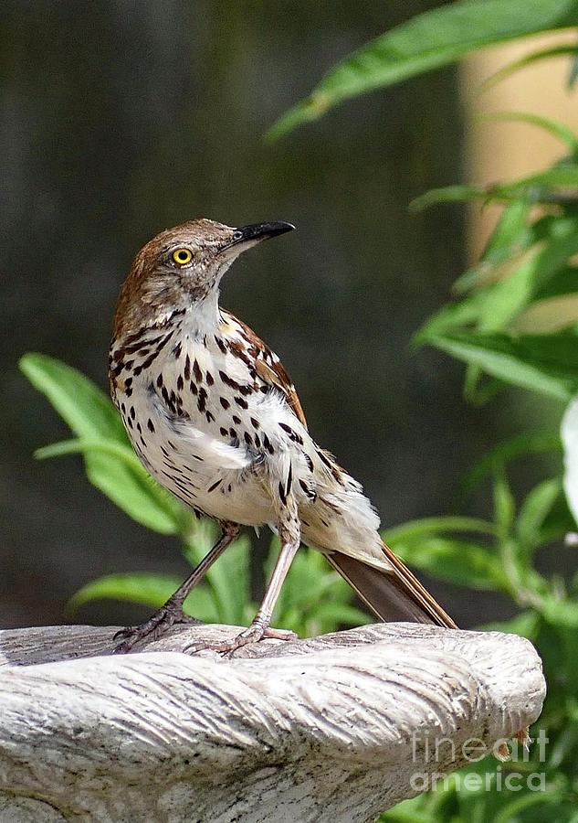 Sharp-eyed Brown Thrasher Photograph by Cindy Treger