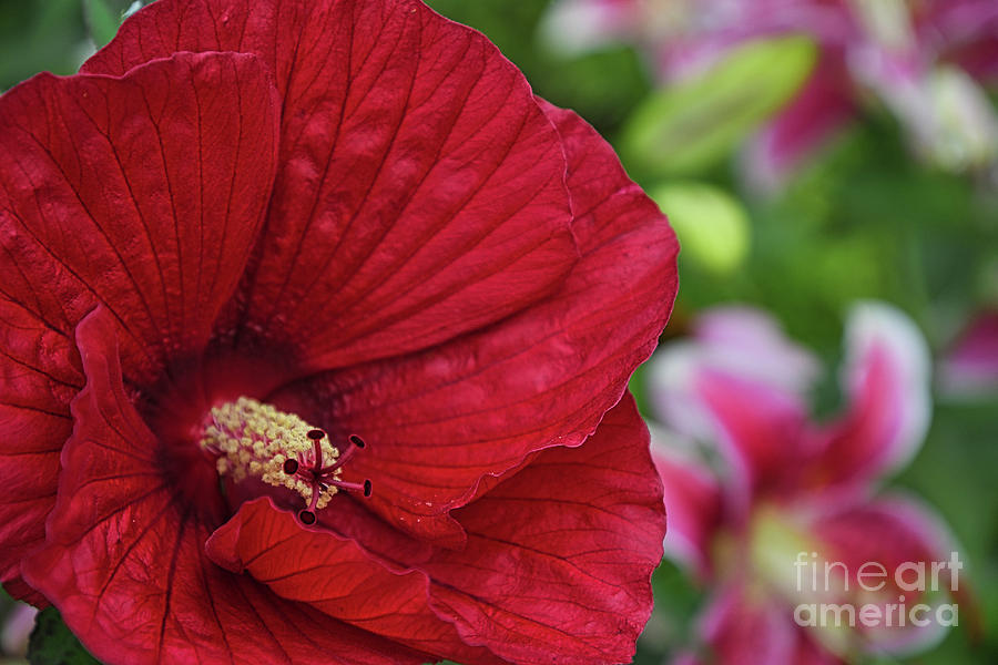 Sharp Hibiscus Flower by Amy Dundon Sharp Hibiscus Flower by Amy Dundon