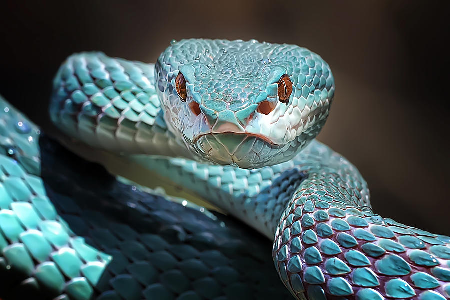Nature Photograph - Sharp Look Of Blue Insularis Viper Snake by Fauzan Maududdin