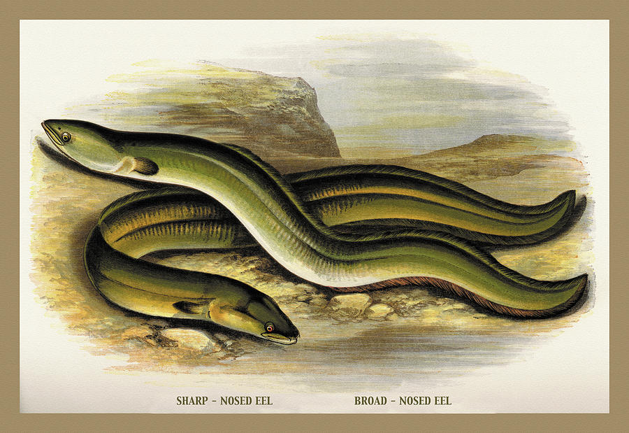 Sharp-Nosed Eel and Broad-Nosed Eel Painting by A.F. Lydon - Fine Art ...