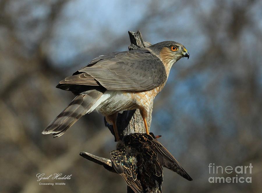 Sharp-shinned Hawk-B Photograph By Gail Huddle | Fine Art America