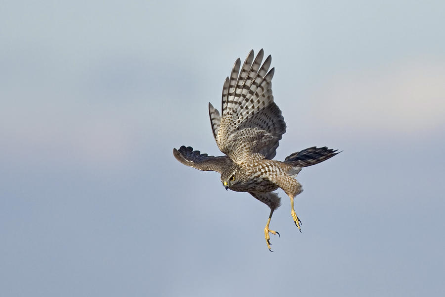 Sharp-shinned Hawk Photograph by James Zipp - Fine Art America