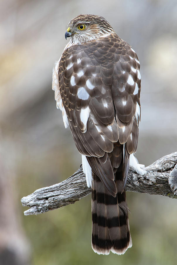 Sharp-shinned hawk Photograph by Kent Keller