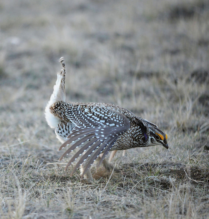 Sharp tail Grouse on Lek Photograph by Whispering Peaks Photography