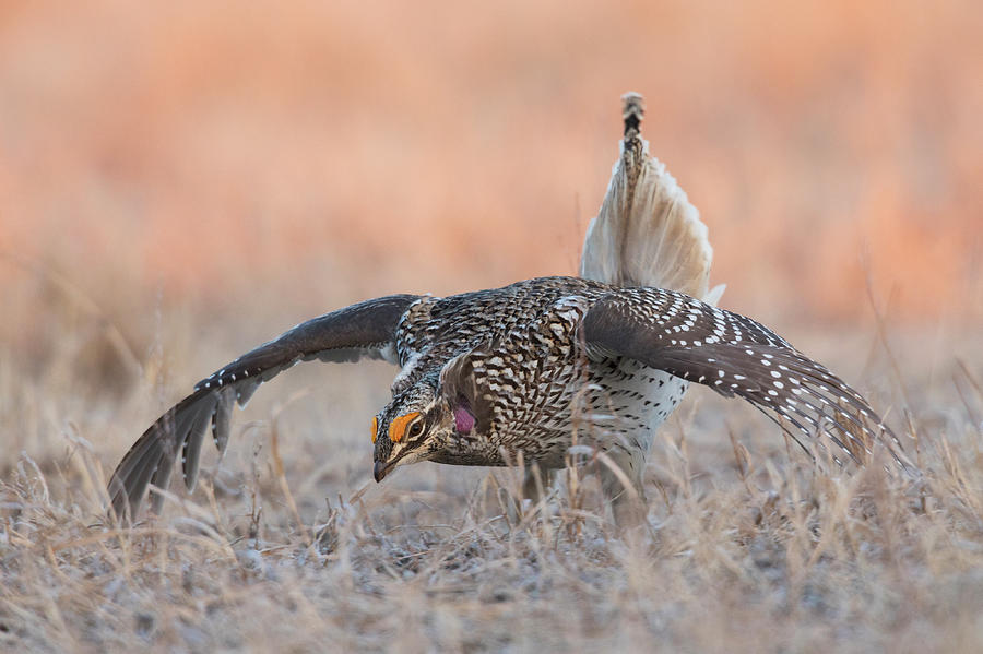 Bird Photograph - Sharp-tailed Grouse, Courtship Display by Ken Archer