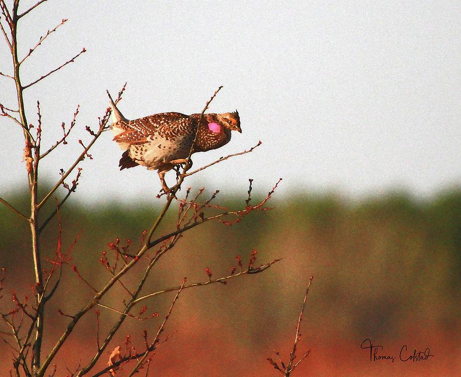 Sharptail Grouse Male by Thomas Colstad Sharptail Grouse Male by Thomas Colstad