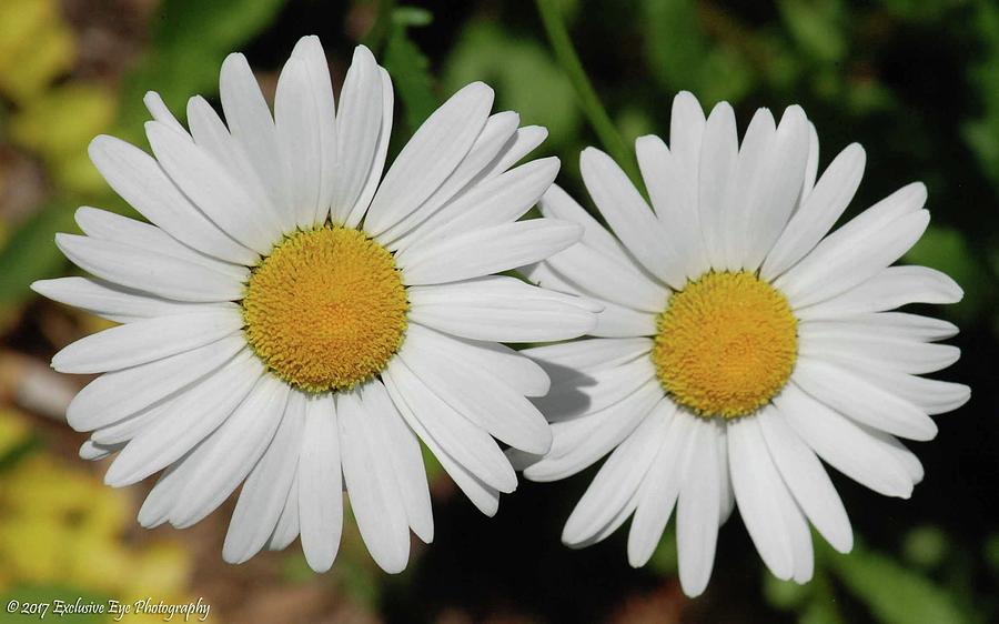 Shasta Daisies Photograph by Ee Photography