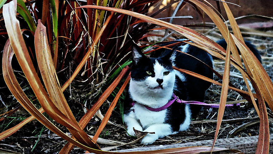 Cat Photograph - Shasta Enjoying The Garden Watercolor II by Joyce Dickens