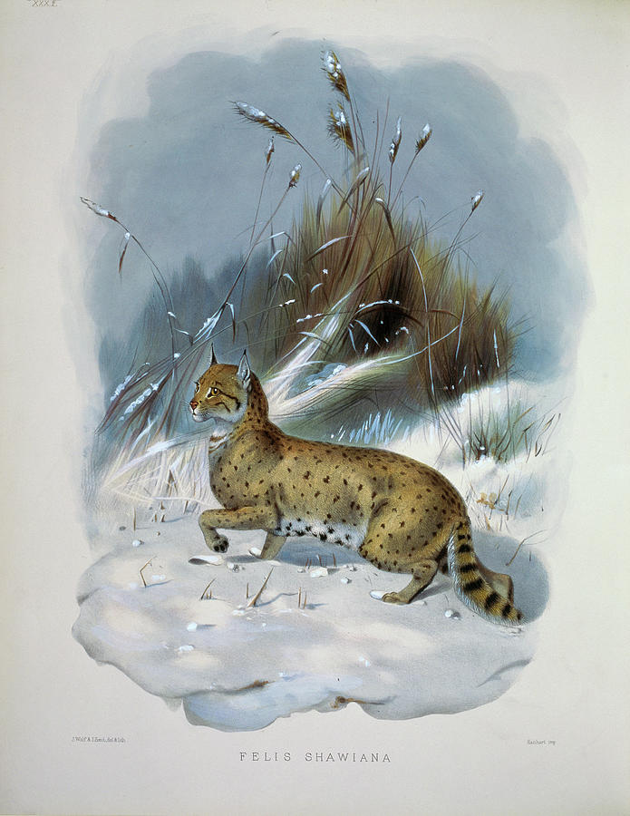 Shaws Cat (felis Shawiana) 1883 Daniel Painting by Academy Of Natural Sciences