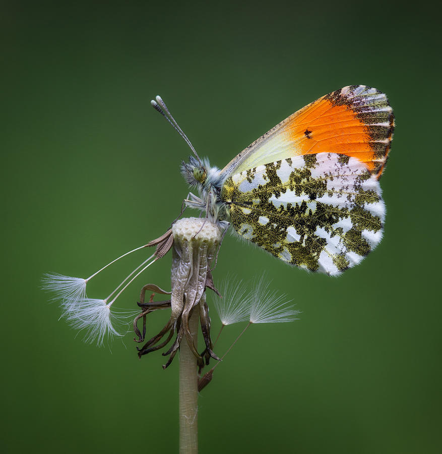 Butterfly Photograph - She Loves Me She Loves Me Not by Daan De Vos