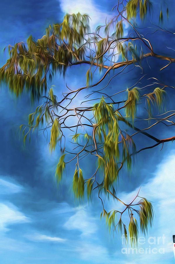 Trees Photograph - She oak leaves by Sheila Smart Fine Art Photography