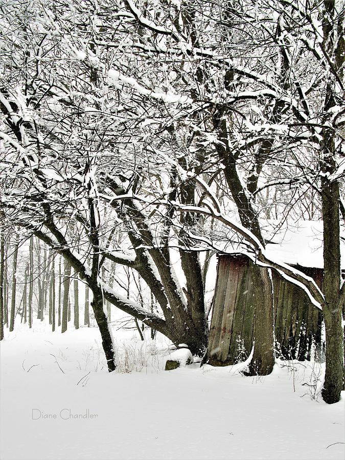 Shed with Snow Covered Trees Photograph by Diane Chandler