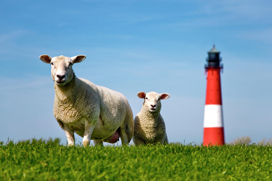 Sheep & Pellworm Lighthouse, Germany Digital Art by Sabine Lubenow