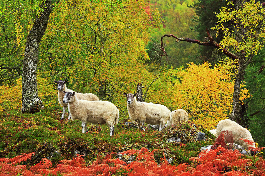 Sheep And Autumn Colors In Scotland Photograph by Louise Heusinkveld