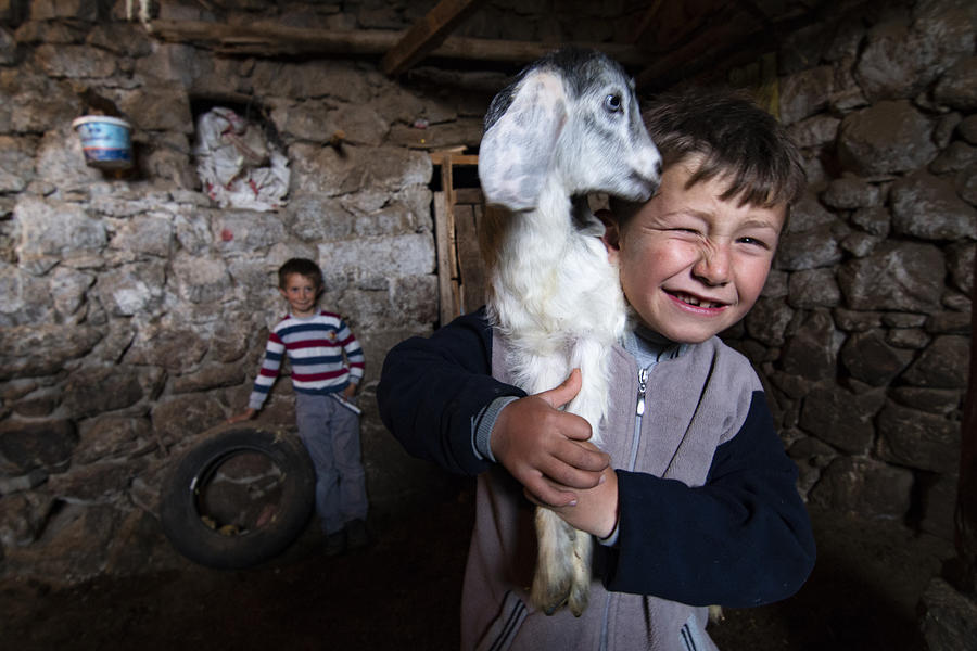 Sheep And Children Photograph by Fatih Cindemir