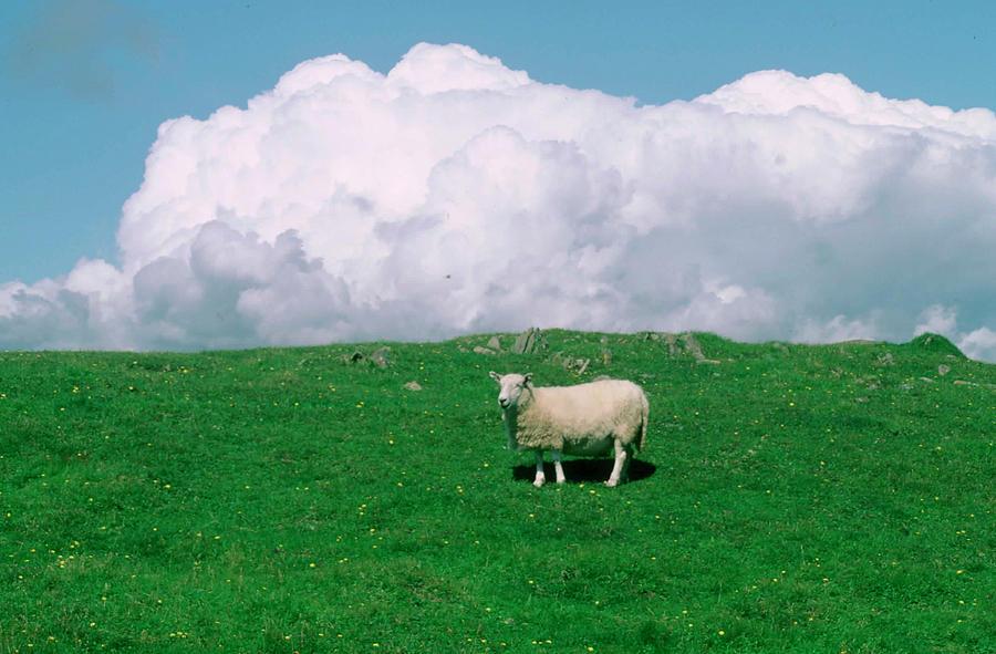 Sheep And Cloud Photograph By Winston Fraser Fine Art America