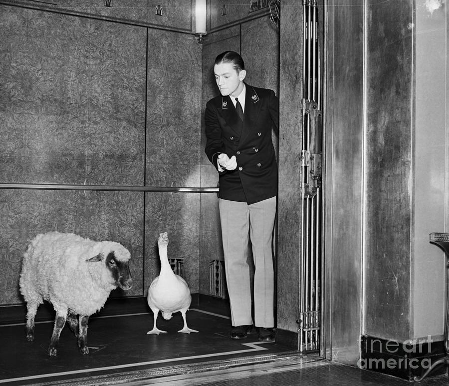 Sheep And Goose Riding Elevator Photograph by Bettmann