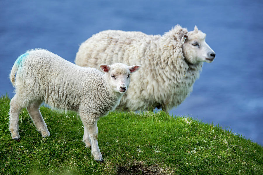 Sheep and Lamb, Scotland Photograph by Arterra Picture Library