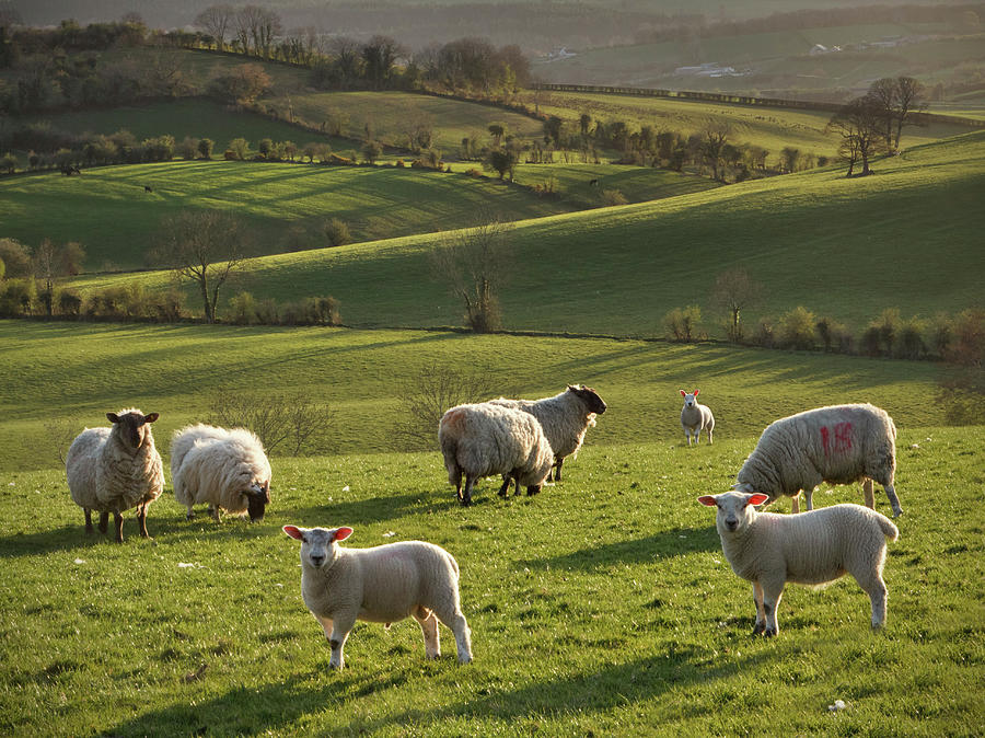 Sheep And Lambs In Evening Light Photograph by Photograph Taken By Alan Hopps